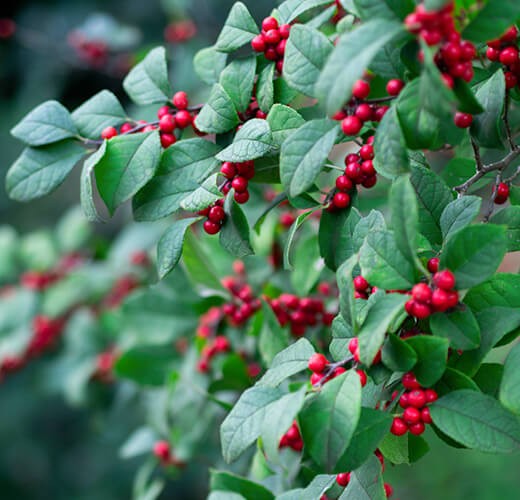 Ilex serrata