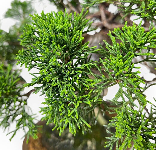 Juniperus chinensis