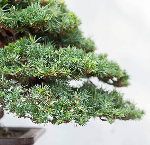Juniperus rigida