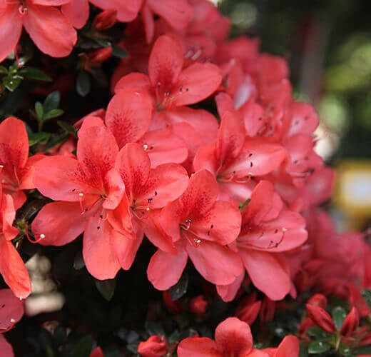 Azalea - Rhododendron