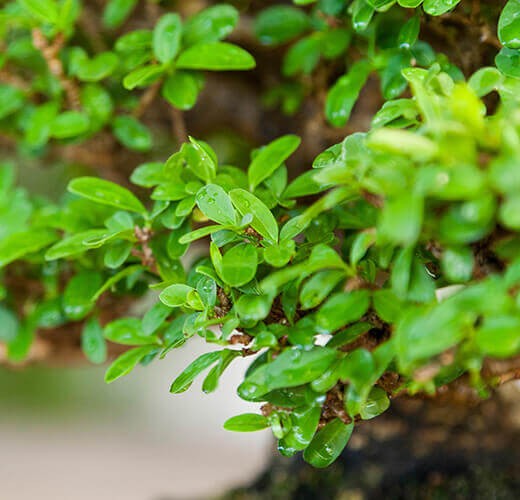 Ligustrum obtusifolium