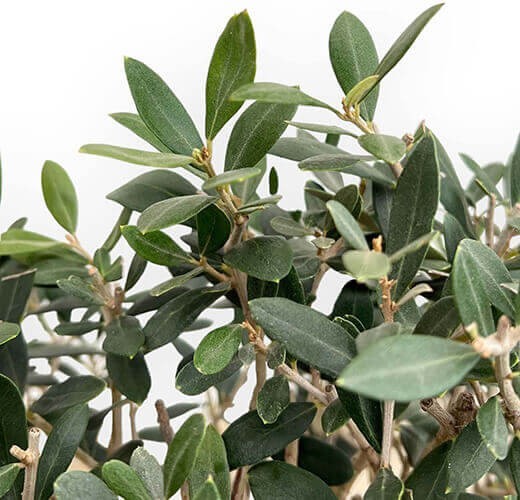 Olea europaea