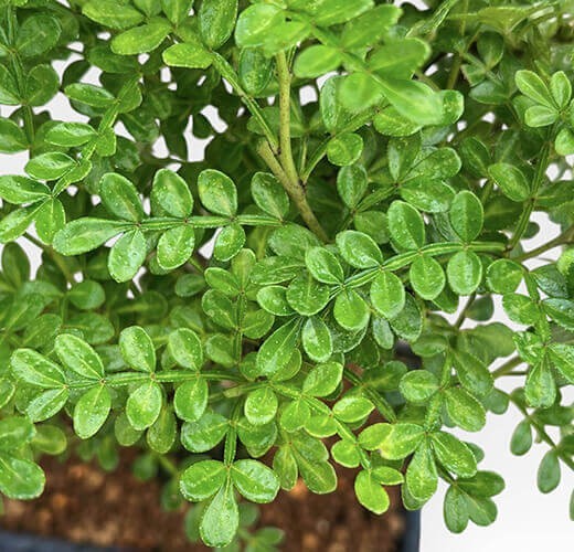 Albero del pepe - Zanthoxylum