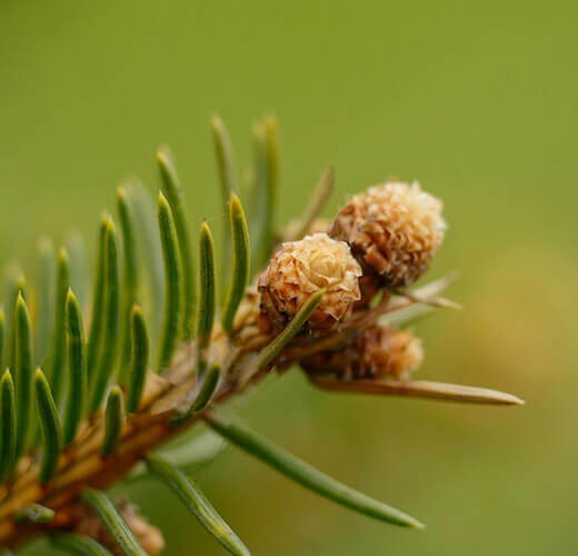 Picea abies