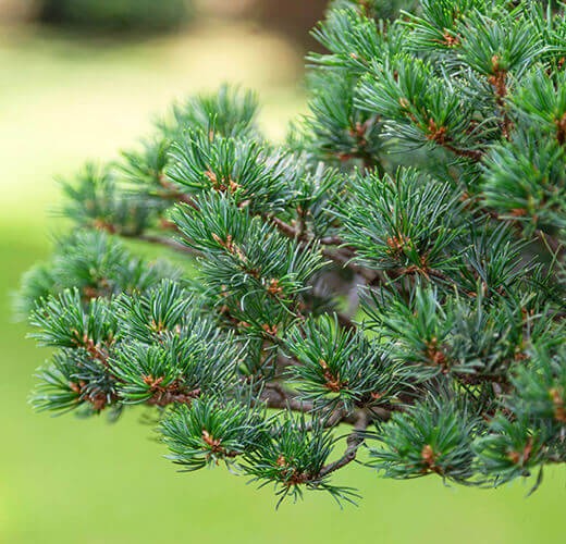 Pinus pentaphylla