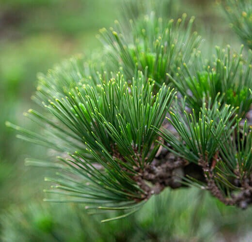 Pinus thunbergii