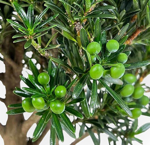 Podocarpus macrophylla