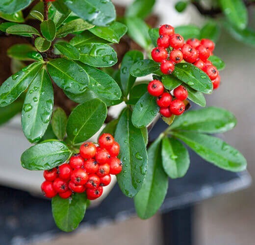 Pyracantha