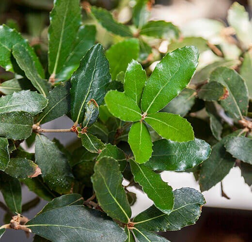 Quercus