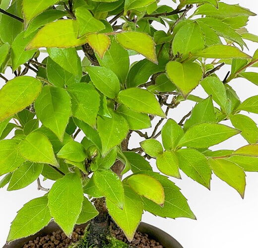 Stewartia