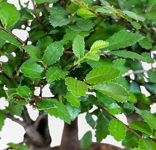 Zelkova nire