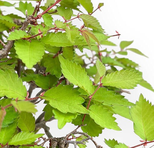 Zelkova serrata