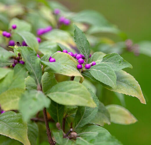 Callicarpa