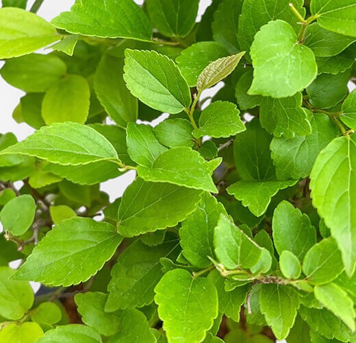 Celtis