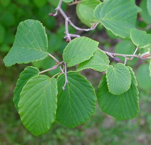 Corylopsis