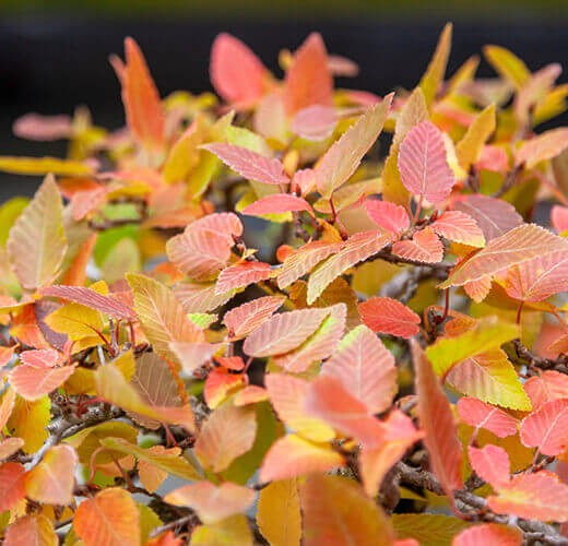 Carpinus
