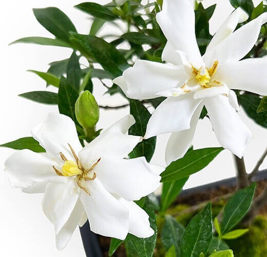 Gardenia