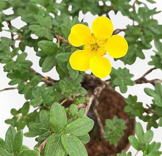 Potentilla fruticosa
