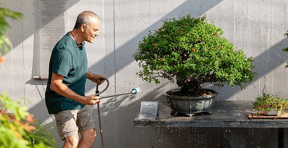 Come annaffiare i tuoi bonsai