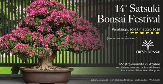 14° Satsuki Bonsai Festival
