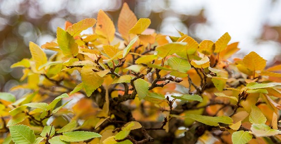Carpinus: de kleuren van de herfst